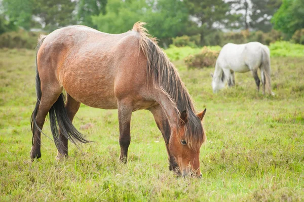 New forest ponnyer — Stockfoto