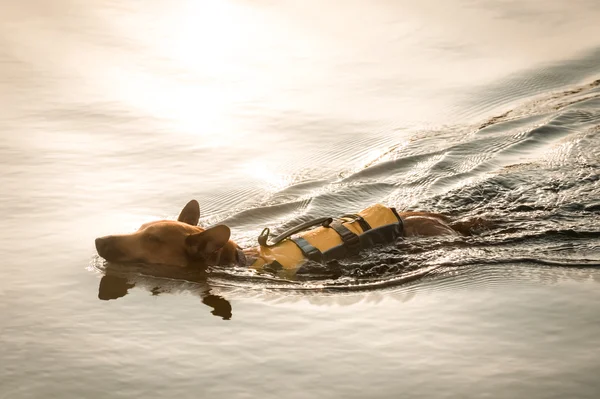 Yüzme köpek — Stok fotoğraf