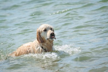 oynak köpek