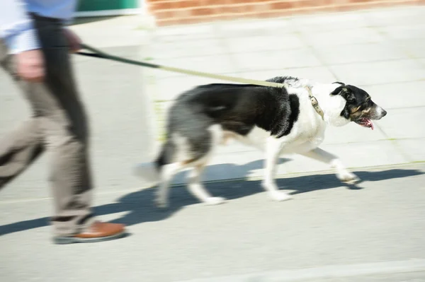 Caminhando o cão — Fotografia de Stock