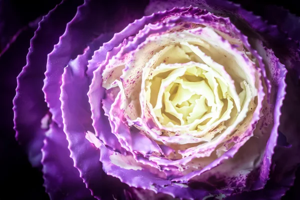 紫色の植生 — ストック写真
