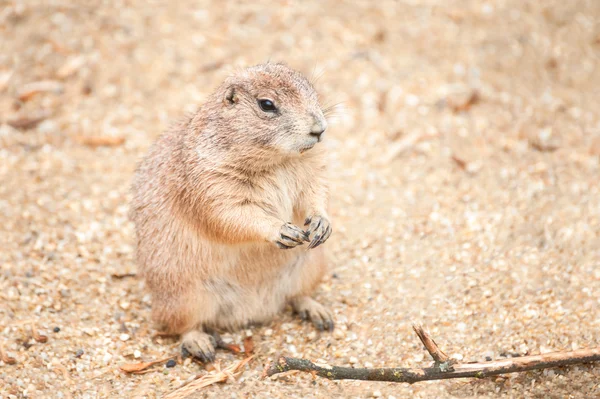 Prairie dog — Stock Photo, Image