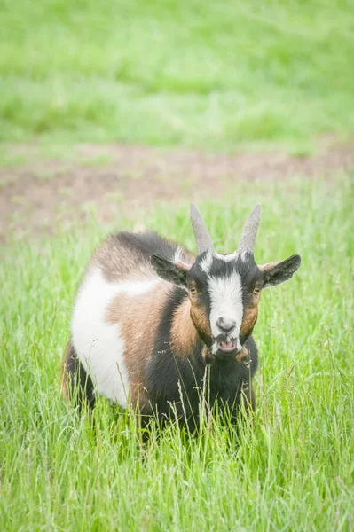 Отбеливающая коза — стоковое фото