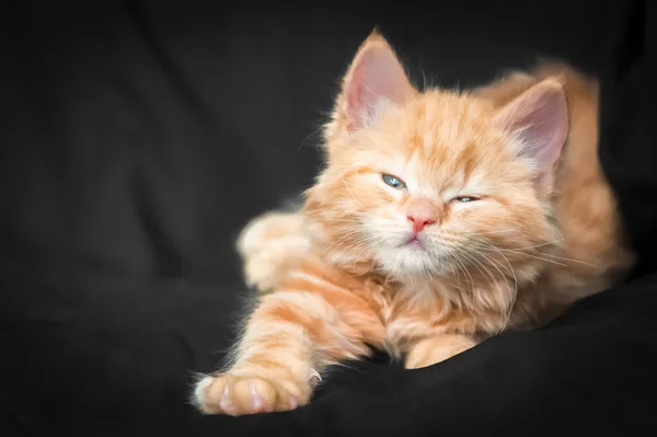 Рыжий котенок — стоковое фото