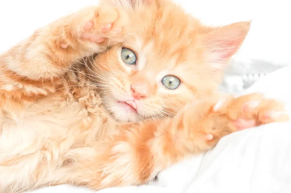 Playful kitten — Stock Photo, Image