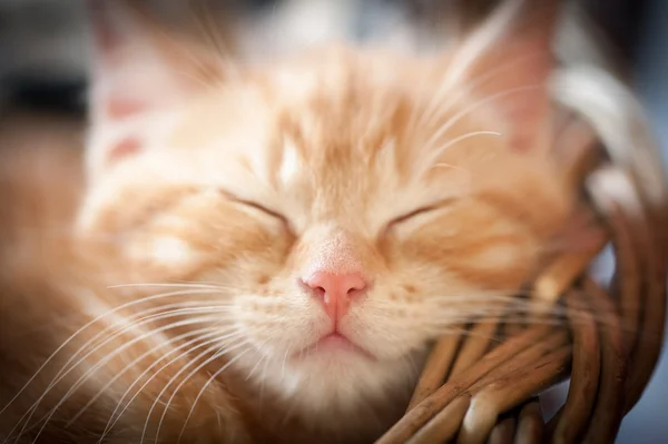 Sleeping kitten — Stock Photo, Image