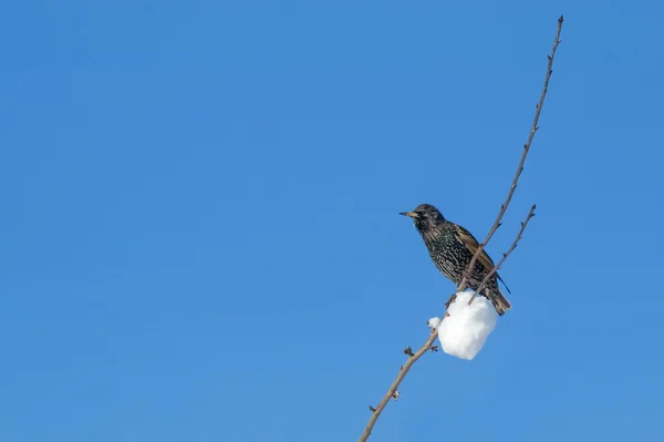 Winter starling — Stock Photo, Image