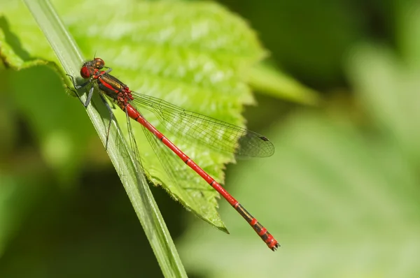 Damselfly — Stock fotografie