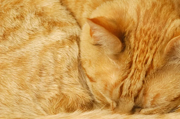 Ginger gato durmiendo — Foto de Stock