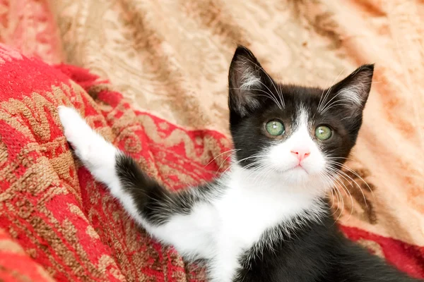 Kitten posing — Stock Photo, Image