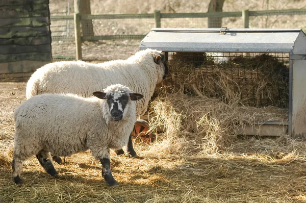 Sheep feeding — Stock Photo, Image