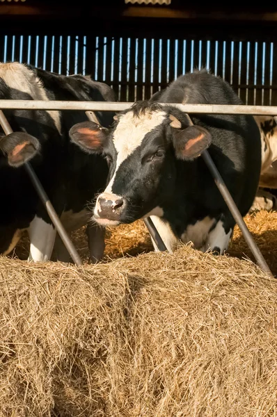 Cattle livestock — Stock Photo, Image