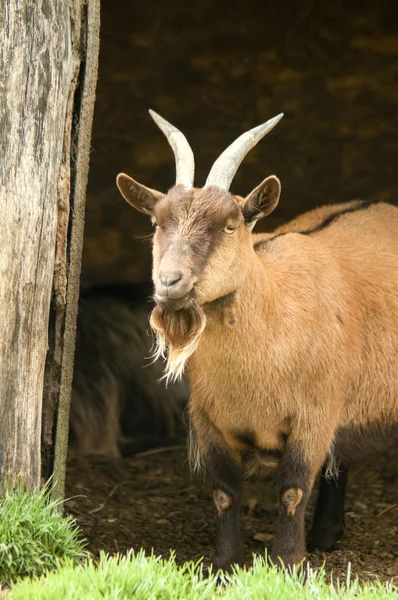 Billy goat — Zdjęcie stockowe