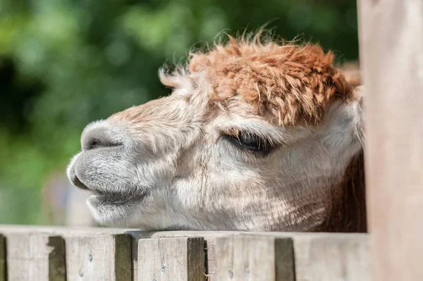 Close Headshot Uma Alpaca Sonolenta Com Cabeça Uma Cerca Paddock — Fotografia de Stock