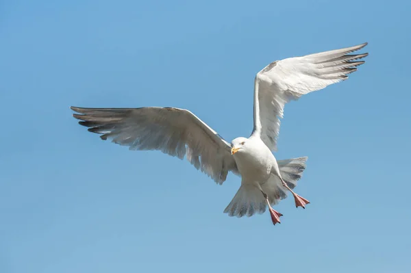 Fecho Uma Gaivota Voo Mudança Direção — Fotografia de Stock