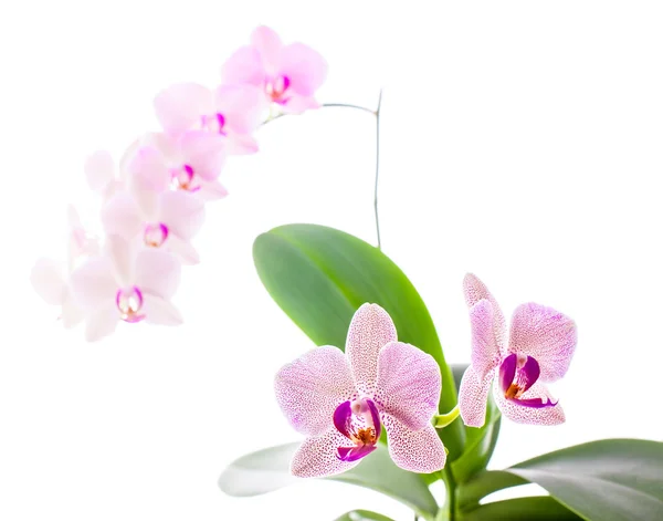 Orchidée — Photo