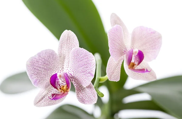 Orquídea — Fotografia de Stock