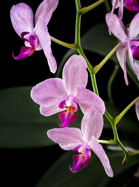 Orchidea — Stock Fotó