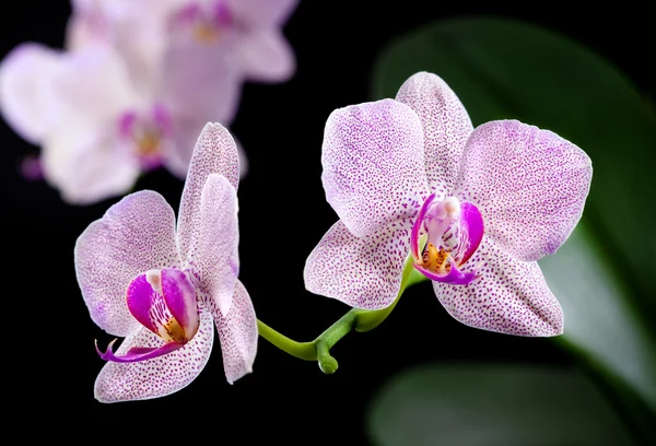 Orkidé — Stockfoto