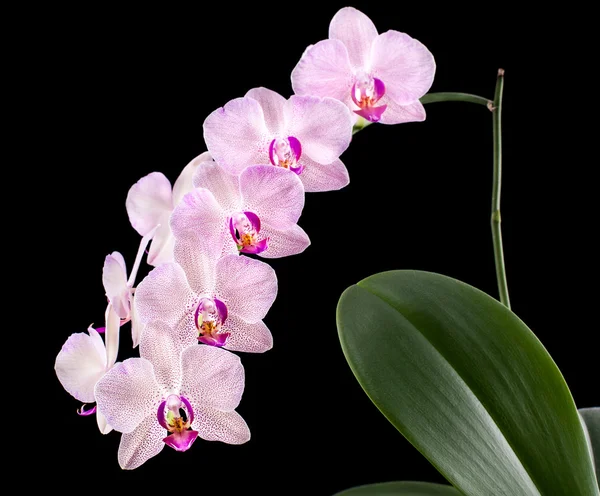 Orquídea — Fotografia de Stock