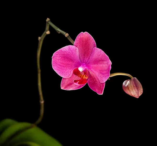 Orquídea rosa — Fotografia de Stock