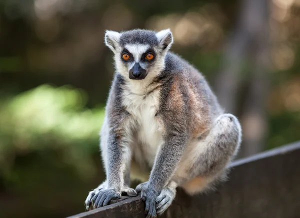 Lemur catta — Stock Fotó