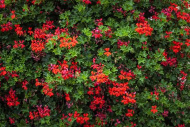 renkli çiçek arka plan