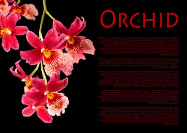 orkide