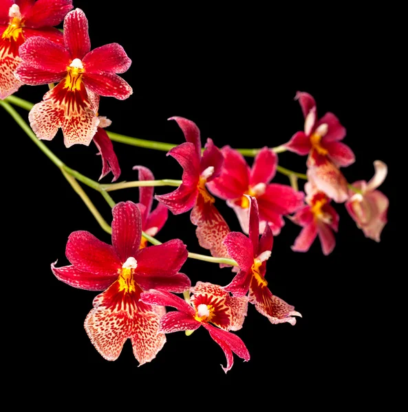 Orchidee — Stockfoto