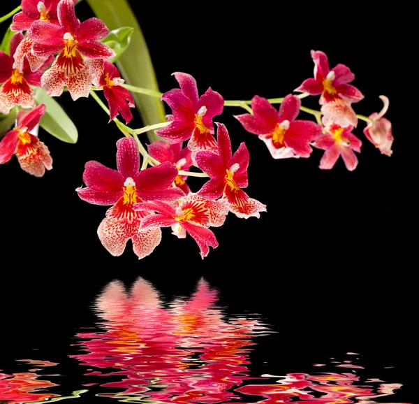 Orquídea com reflexão de água — Fotografia de Stock