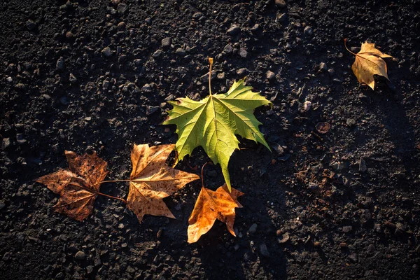 Autumn leaves — Stock Photo, Image