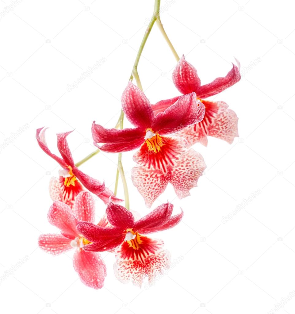 Orchid isolated on white