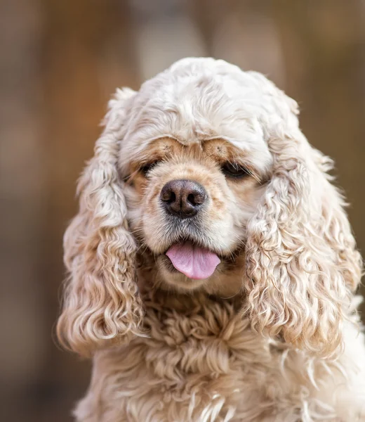 アメリカのコッカー spaniel — ストック写真