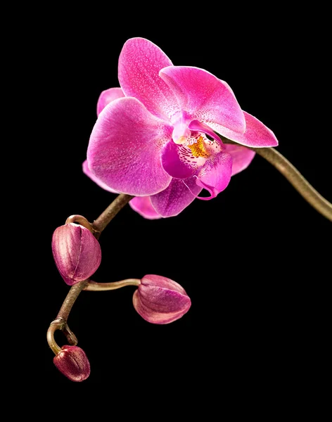Orchidea rosa su nero — Foto Stock