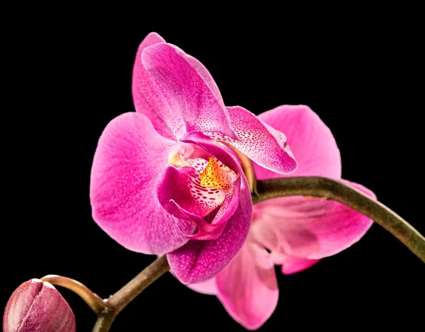 Rosa orkidé på svart — Stockfoto