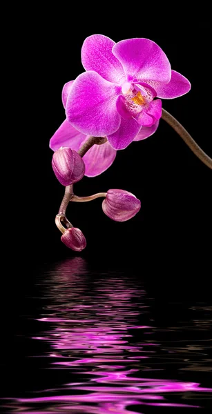 Roze orchidee op zwart — Stockfoto