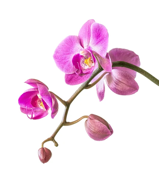 Beyaz üzerine pembe orkide — Stok fotoğraf