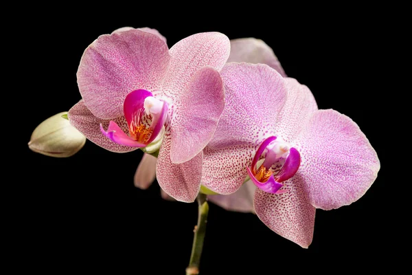 Orquídea rosa — Fotografia de Stock