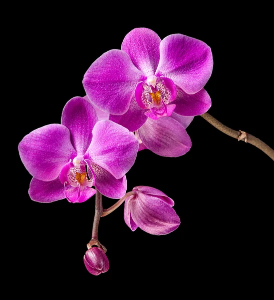 Roze orchid — Stockfoto