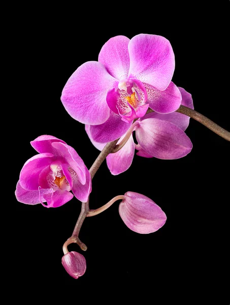 Orquídea rosa — Fotografia de Stock