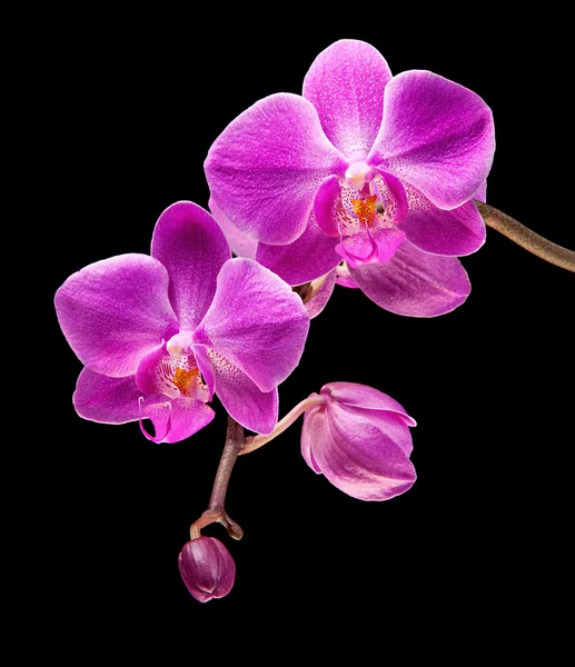 Pink orchid — Stockfoto