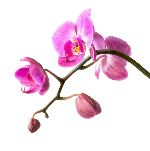 Roze orchid op wit — Stockfoto