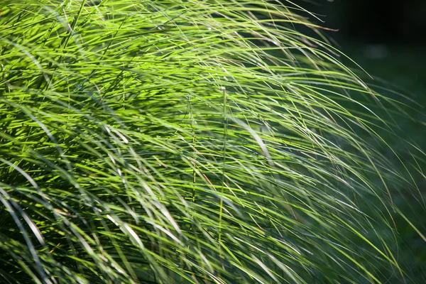 Herbe verte fraîche longue — Photo