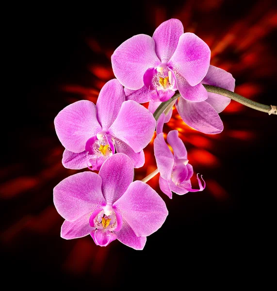 Orquídea rosa em escuro — Fotografia de Stock