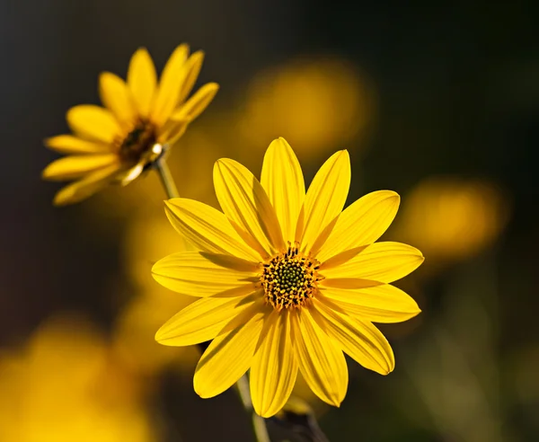 Jerusalem artichoke — Stock Photo, Image