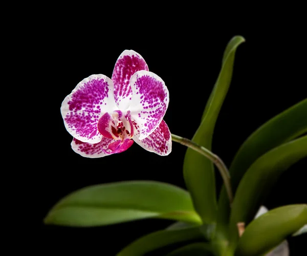 Orquídea rosa & branca — Fotografia de Stock