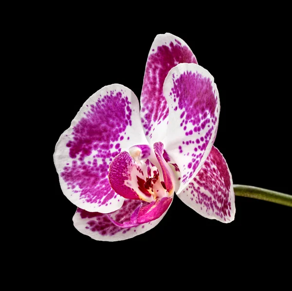 Orquídea rosa & branca — Fotografia de Stock