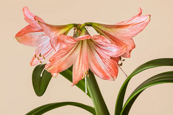 Three Amaryllis (Hipperastrum) flowers — Stock Photo, Image