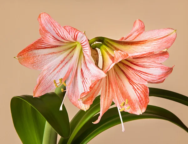 Tre Amaryllis (Hipperastrum) blommor — Stockfoto