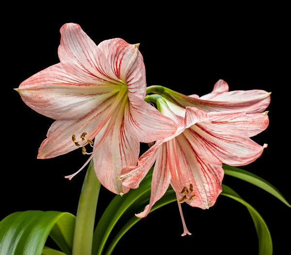 Amaryllis (Hipperastrum) flowers isolated on black — Stock Photo, Image